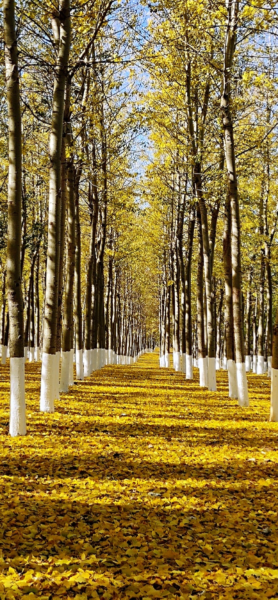 秋韵杨树林的秋