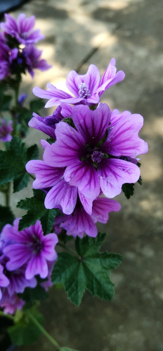 花儿小巧玲珑的小蜀葵