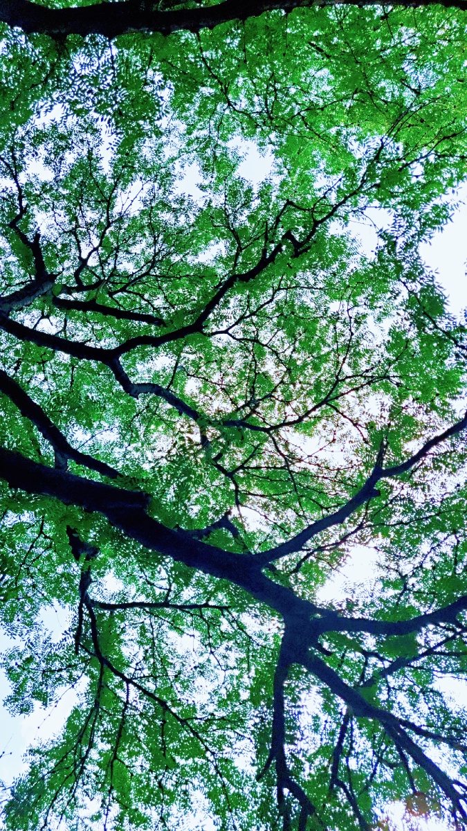 风景大树底下好乘凉