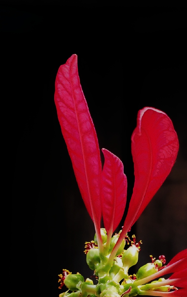 《丹顶红》 - 舍sd得 - 图虫