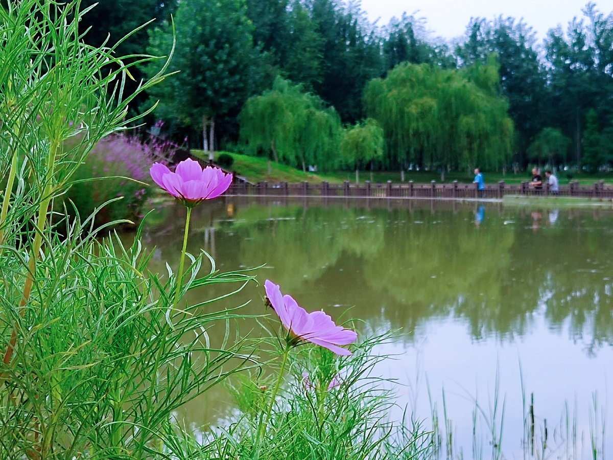 岸边花