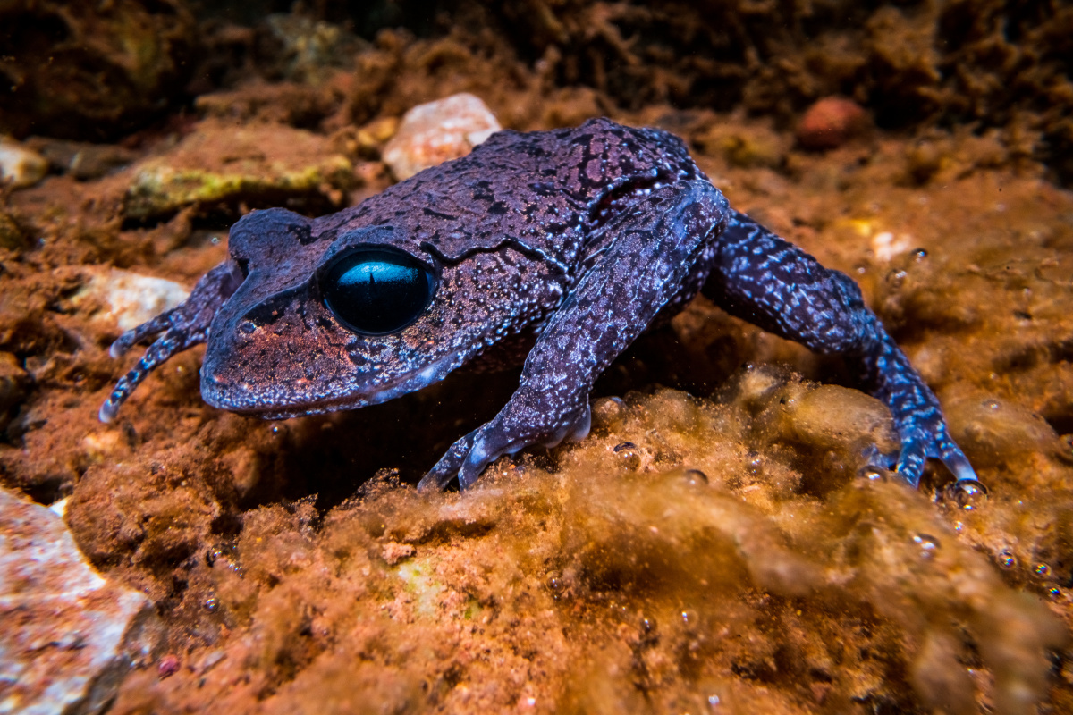 发情期的峨眉髭蟾雌雄髭蟾这时候都会有美丽的体色雄性髭蟾会在上唇长