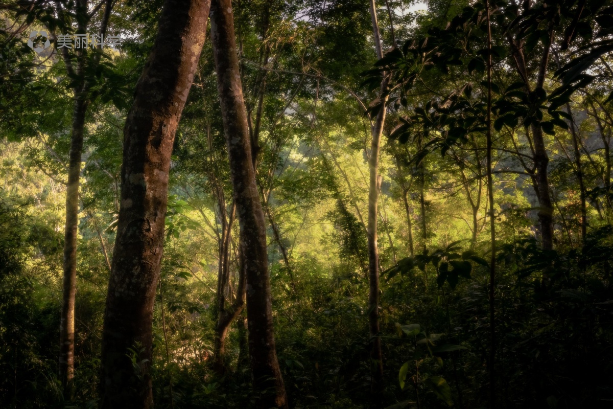 海南热带橡胶林