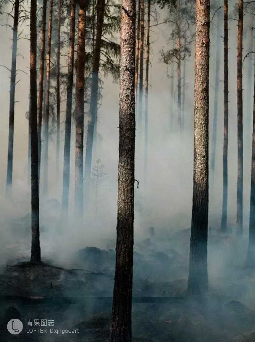 清晨,林中有雾.