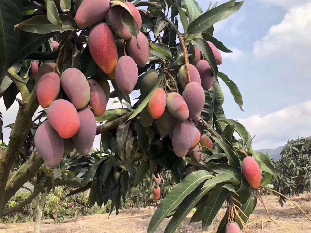 海南贵妃芒果漂亮的红色芒果