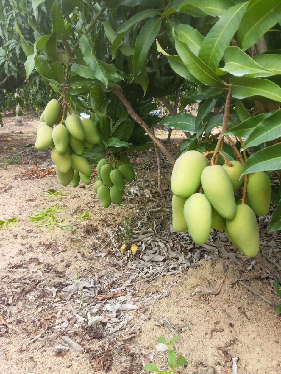 台农芒果出来了,海南三亚的台农芒果,产量还是不错的嘛!