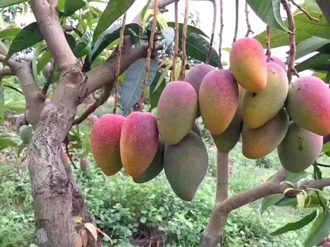海南贵妃芒果,漂亮的红色芒果! - 甜园芒果 - 图虫