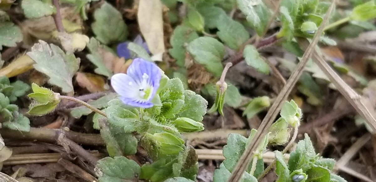 盘蓝花是什么样的,周末春光明媚!本地春花盛开!