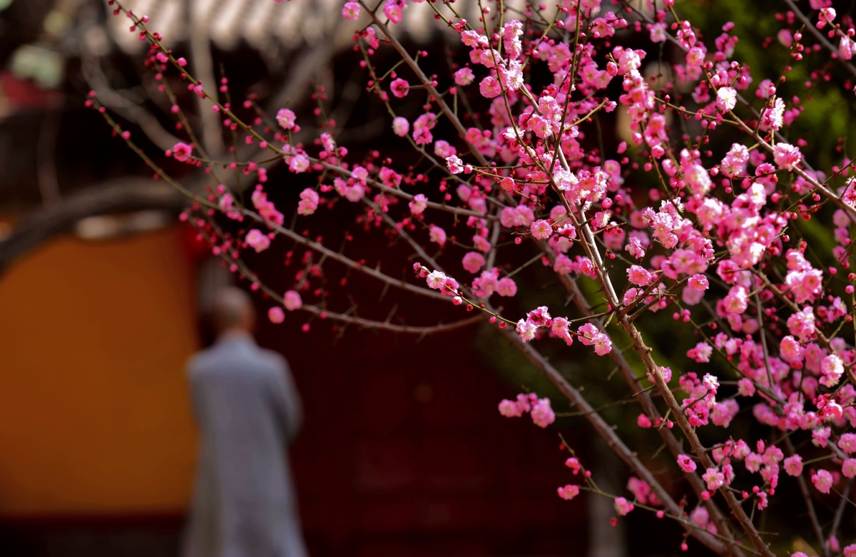 禅院梅花