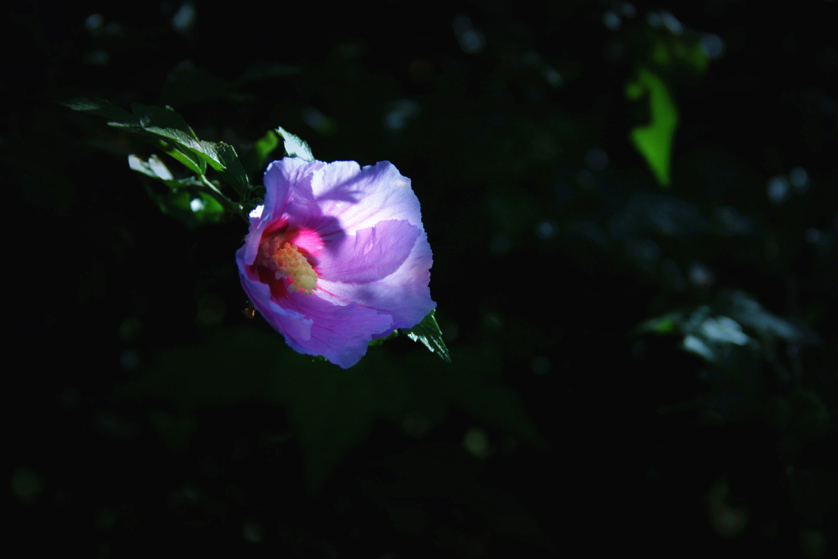 清风-拂过-关注