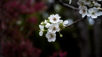梨花