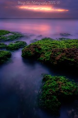 雾海