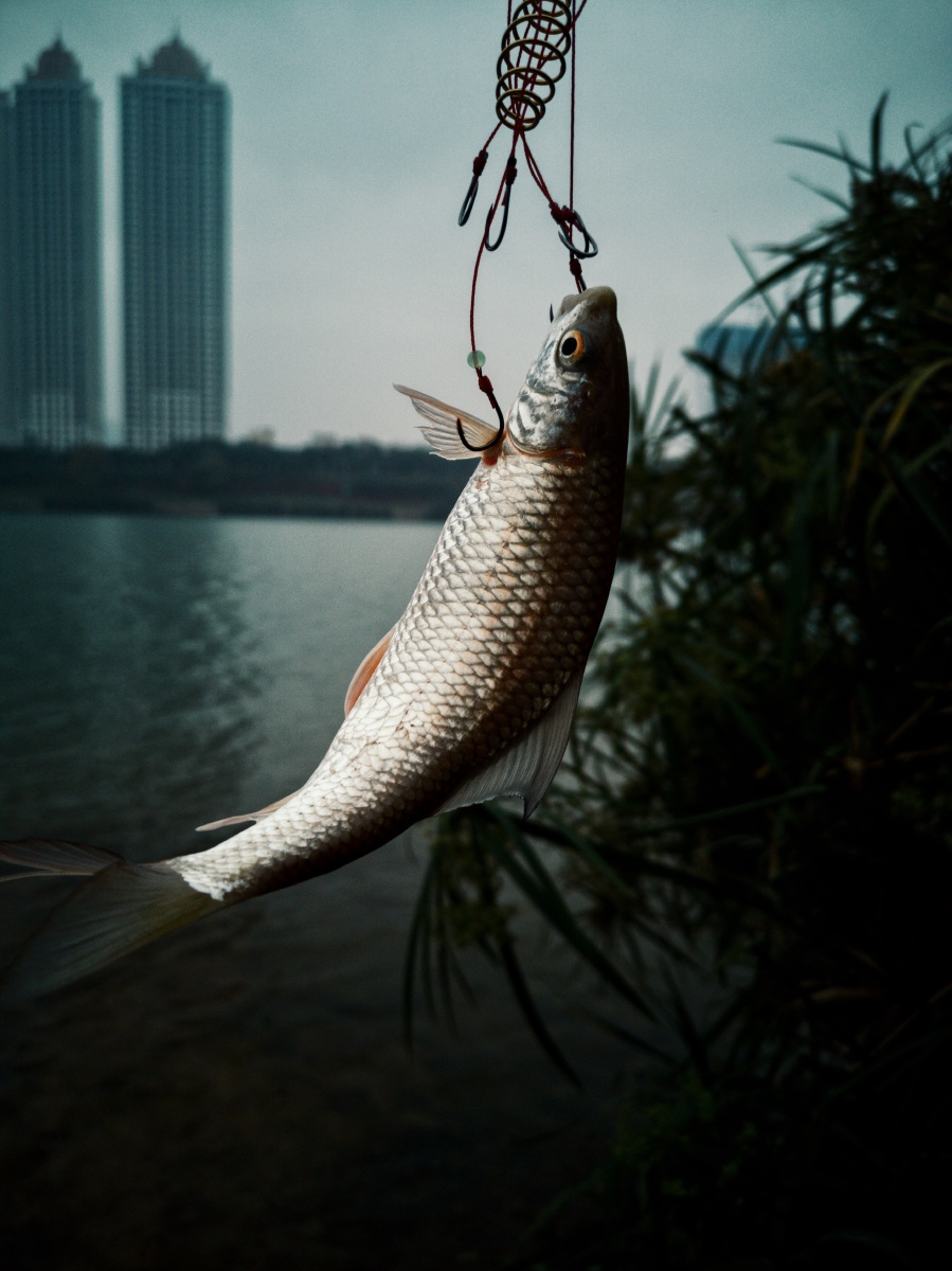 挣扎的鱼闪着生命的光