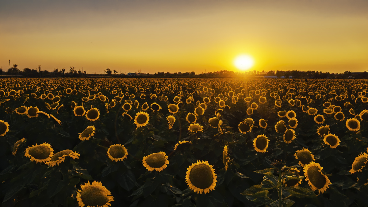 夕阳下的向日葵