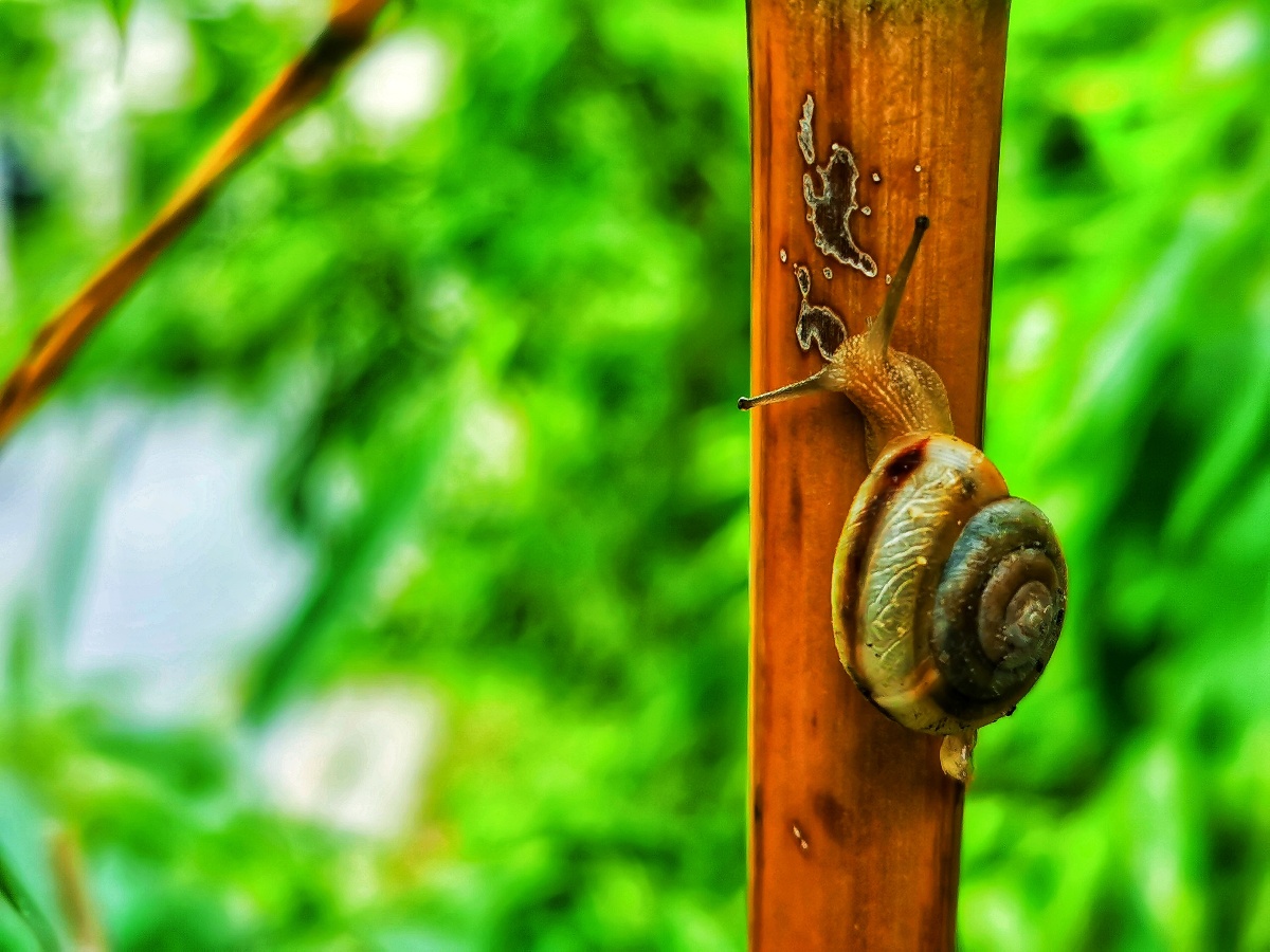 竹牛- jonejz - 图虫