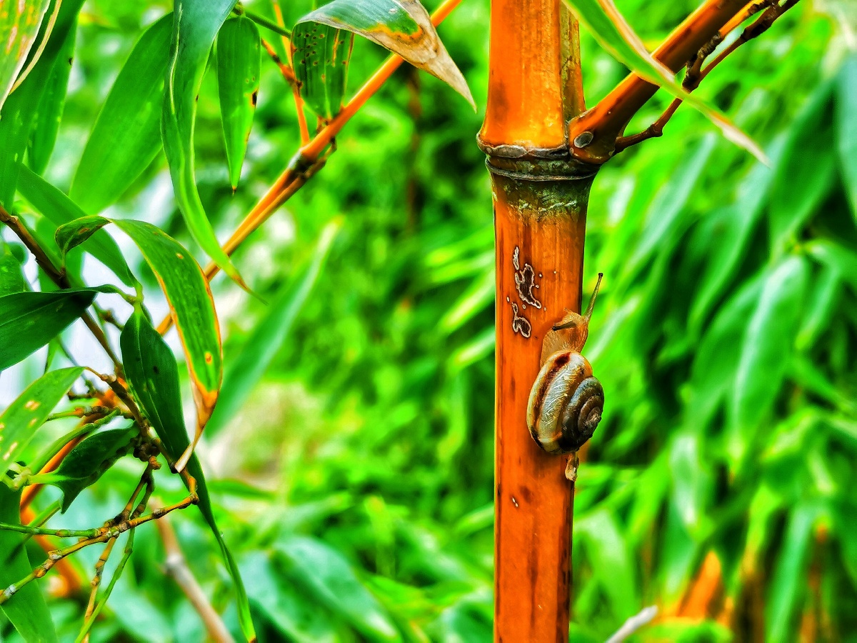 竹牛- jonejz - 图虫