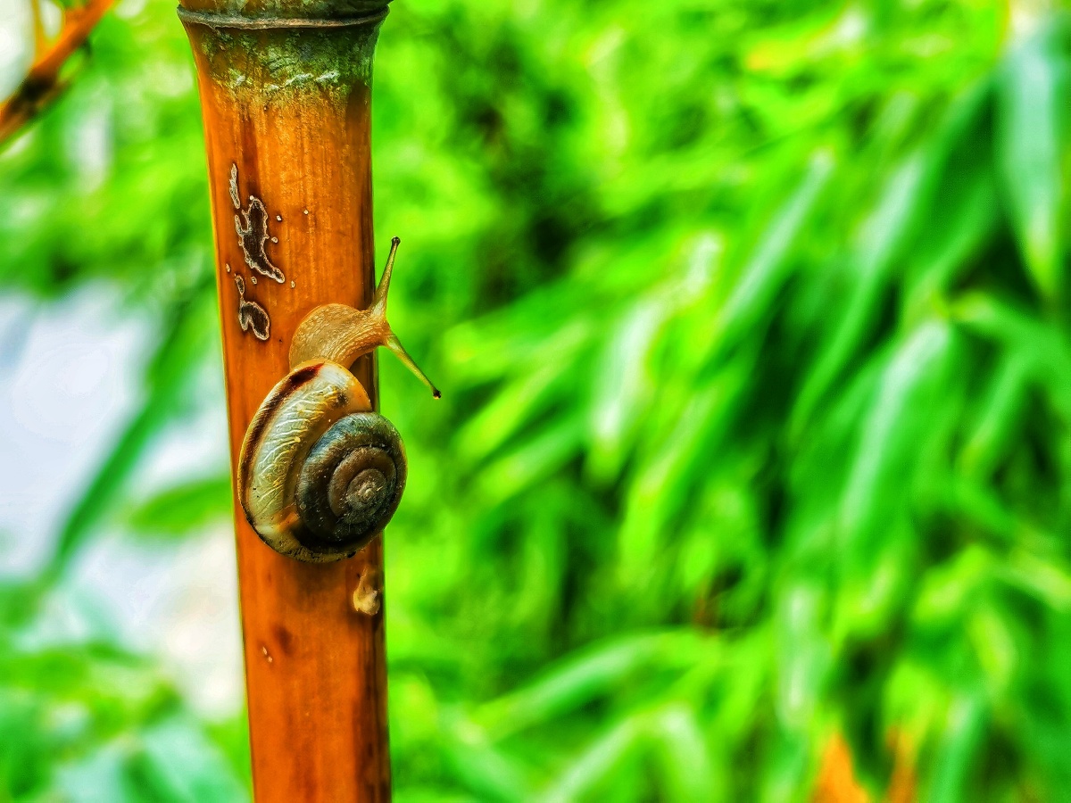 竹牛- jonejz - 图虫