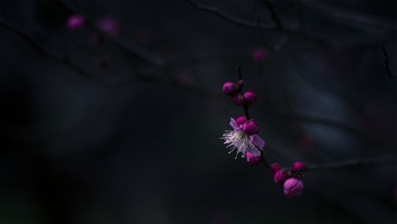 1411767
