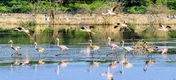 _DSC0917-Pano