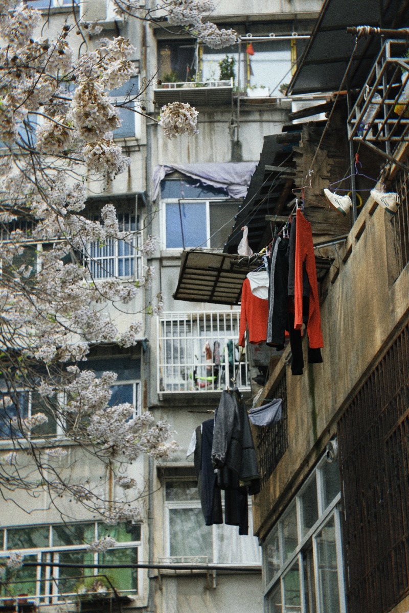 合肥的一条老街叫梨花巷这棵树不是梨花但丝毫不逊色