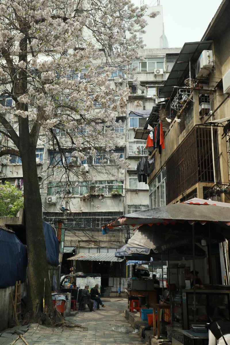 合肥的一条老街叫梨花巷这棵树不是梨花但丝毫不逊色