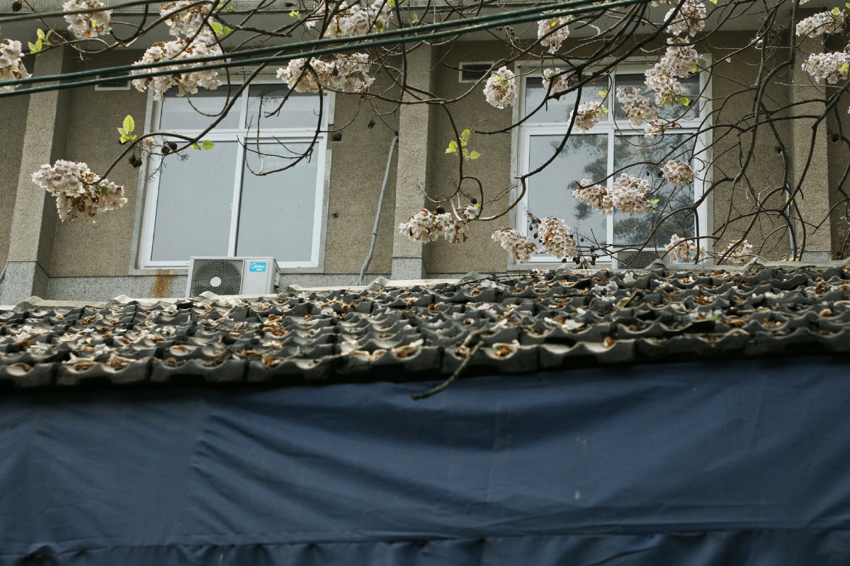 合肥的一条老街叫梨花巷这棵树不是梨花但丝毫不逊色