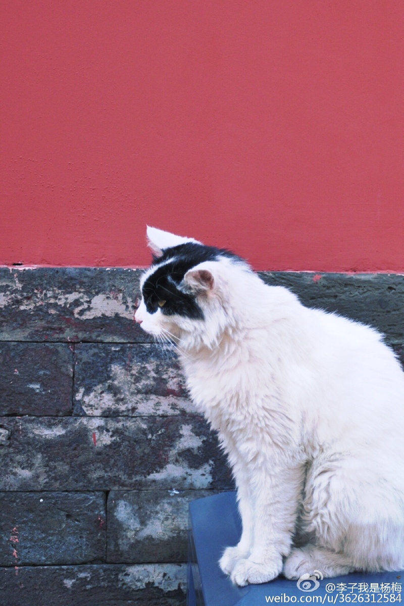 故宫里的猫宫墙一个未开放的楠木亭子小可爱们我爱北京天安门,天安门