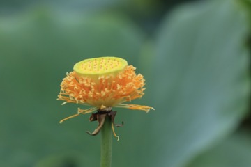65409