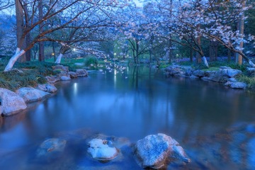 流水樱花