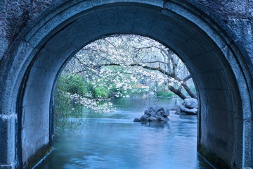 太子湾樱花季