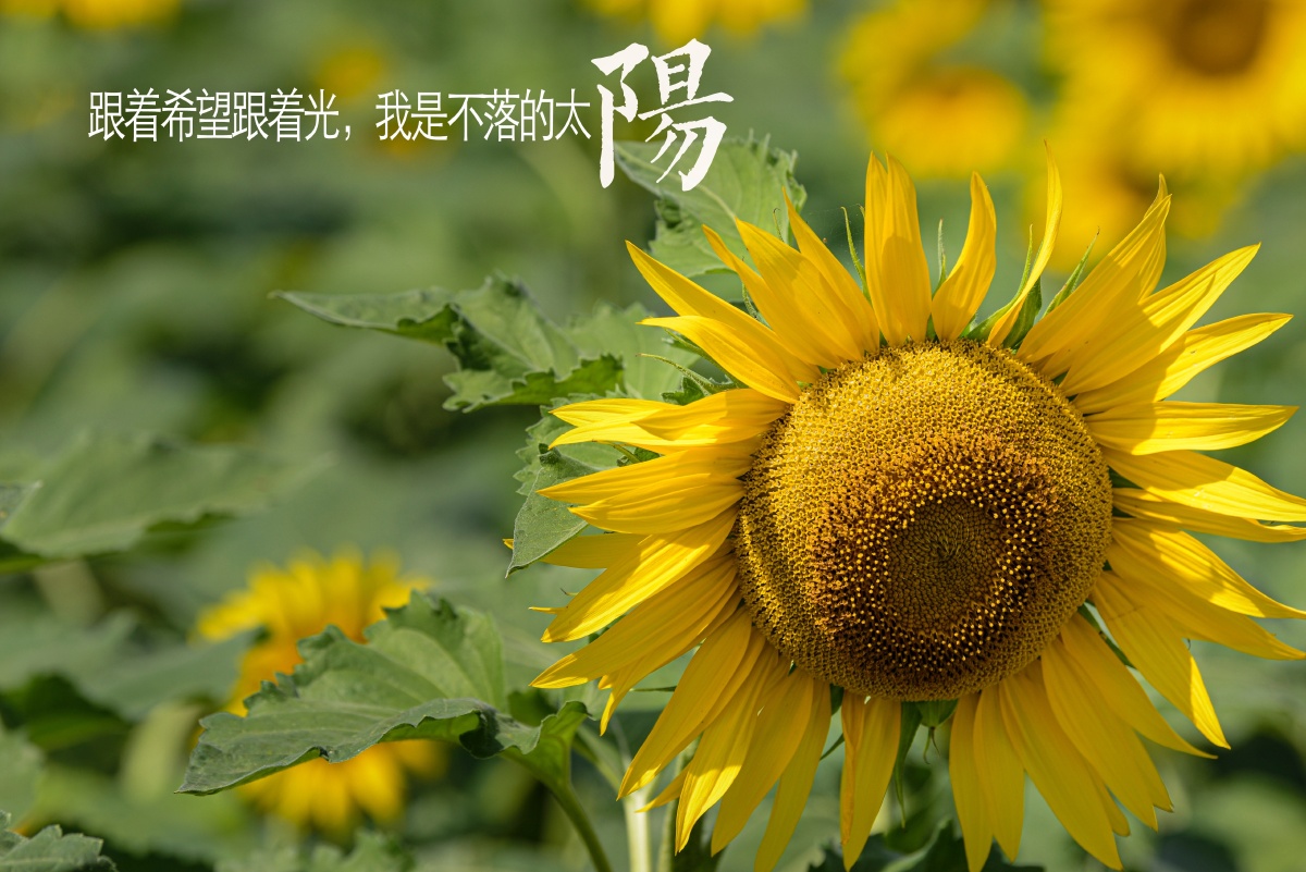 跟着希望跟着光我是不落的太阳