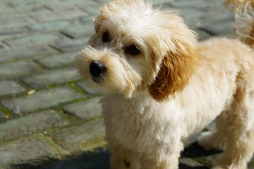 狗狗1