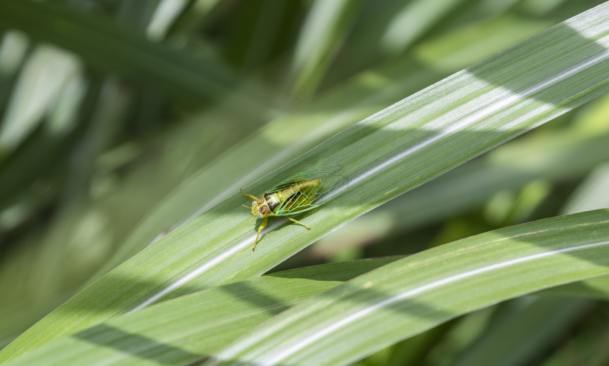 草蝉灵通山擎天峰上的草蝉