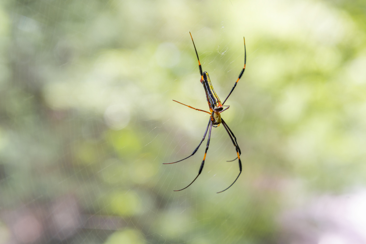 蜘蛛野生爬行小动物