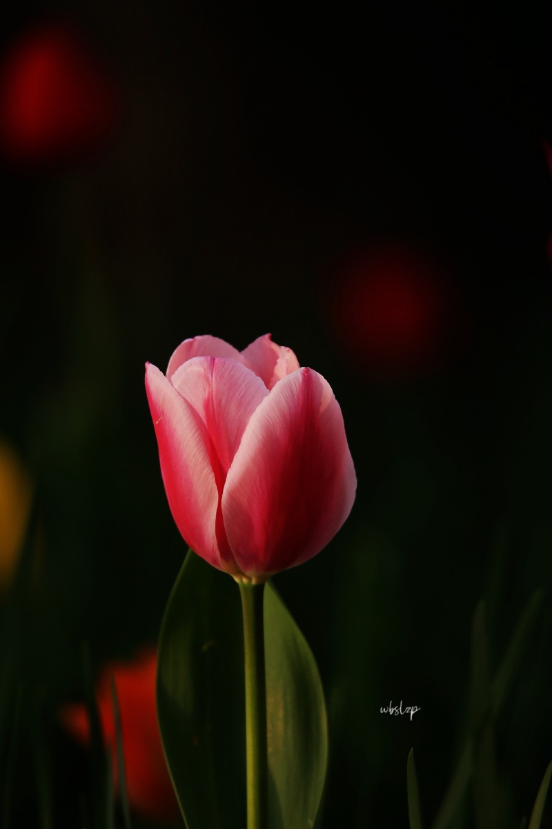 一支郁金香的下午