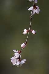 906073