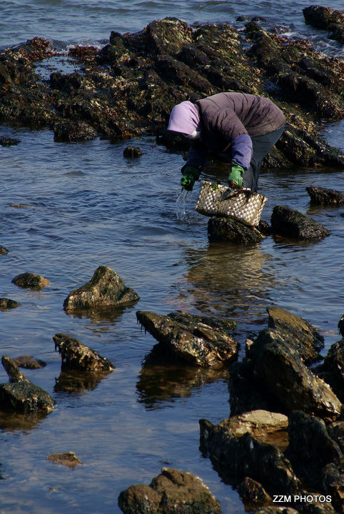 赶海的人 br /> 一位妇人在退潮后的海边捡"boluo"