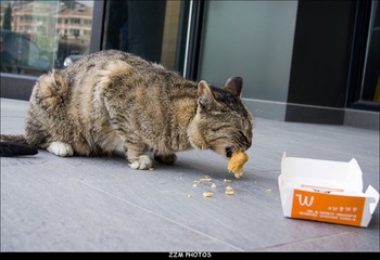 吃M记的猫