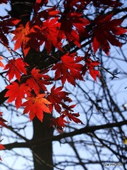 红叶