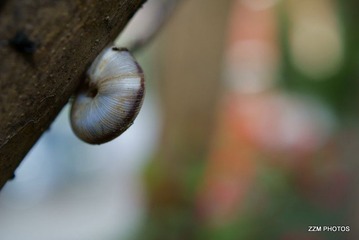 空房子·蜗牛