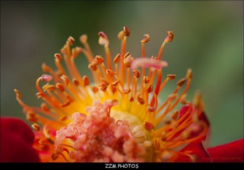 花之舞