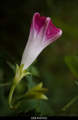 羞花