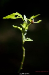 蜗牛