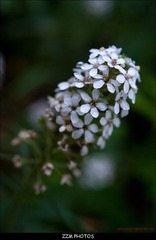 DSC07725