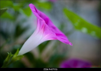 牵牛花