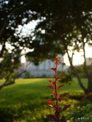 夕照