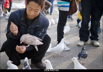 鸽子与游人