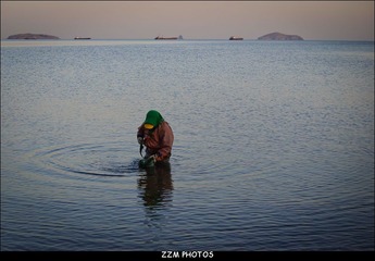 捞海菜的人