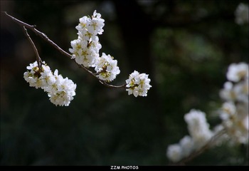 春花
