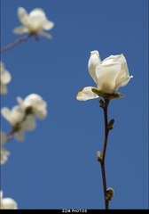 玉兰